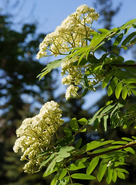 Albero Sorbo Con Fiori Bianchi Primavera — Foto Stock