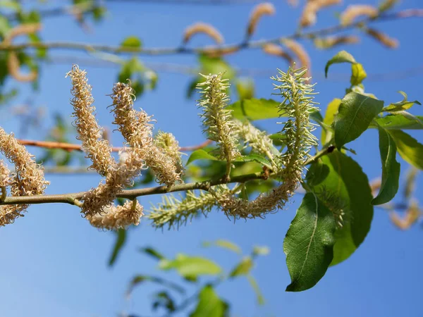 Árbol Salix Caprea Con Amentos Primavera —  Fotos de Stock