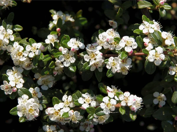 Białe Kwiaty Krzewu Cotoneaster Horizontalis Wiosną — Zdjęcie stockowe