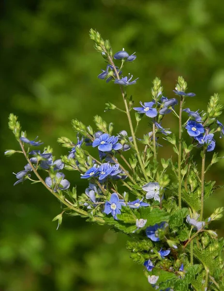Блакитні Маленькі Квітки Вероніки Чамейдріс — стокове фото