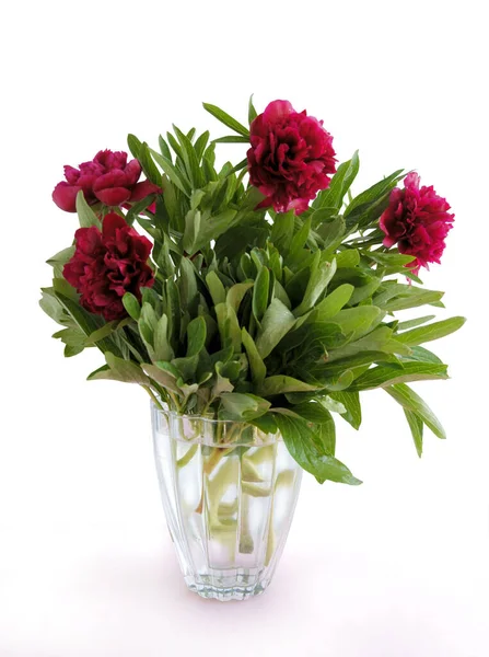 Posy Red Poenies Flowers Glass Vase — Stock Photo, Image