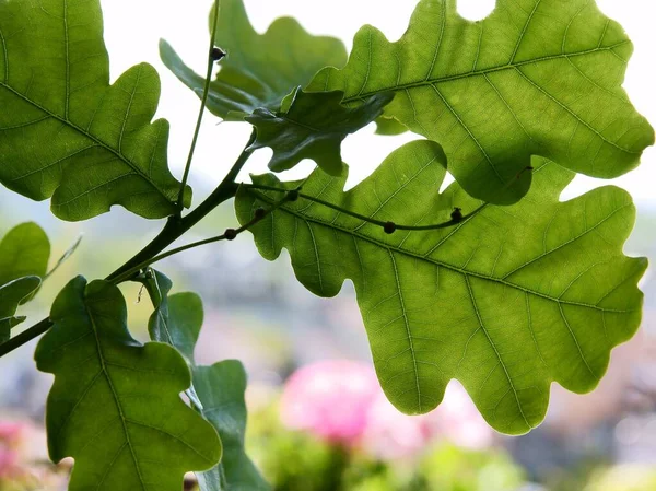 Oak Tree Green Leaves Growing Acorns Close — Stock Photo, Image