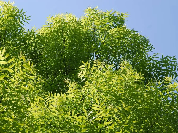 Árbol Ceniza Con Follaje Verde Creciente Primavera — Foto de Stock