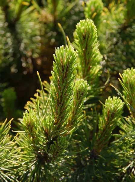 Pine Tree Growing Needles Spring Stock Picture