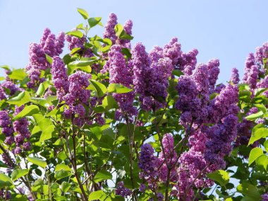 İlkbaharda leylak çiçekli leylak çalısı