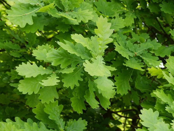 Follaje Verde Roble Primavera —  Fotos de Stock