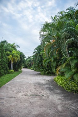 Beton kaldırım ve bahçede yeşil ağaç