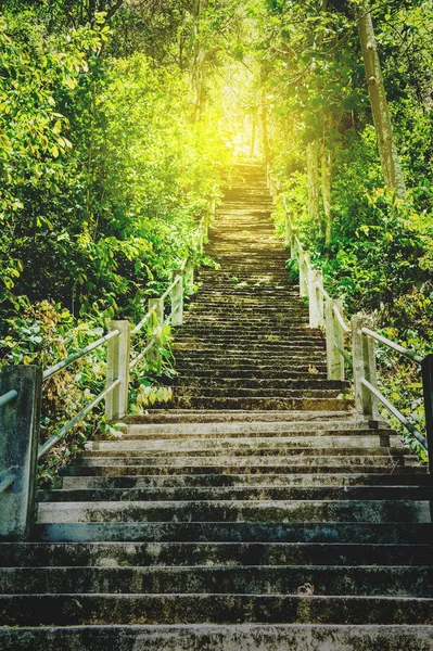 Бетонная лестница и лес на деревьях — стоковое фото