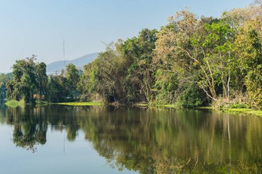 Gölet ve ağaç orman manzara  