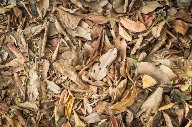 Doku arka planını kuru yaprak