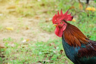 Ufak tefek hayvan kafa portre