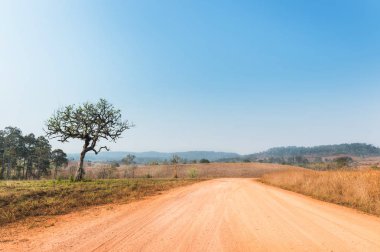 Toprak yol ve ağaç manzara