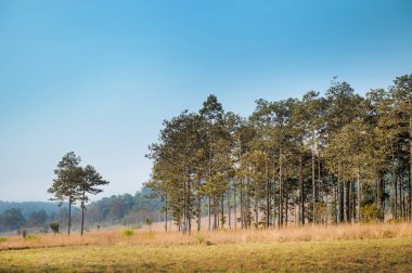Dağ ile doğal park peyzaj