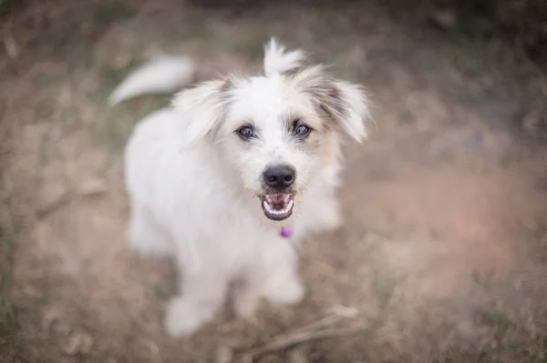 Närbild av Shih Tzu hund — Stockfoto