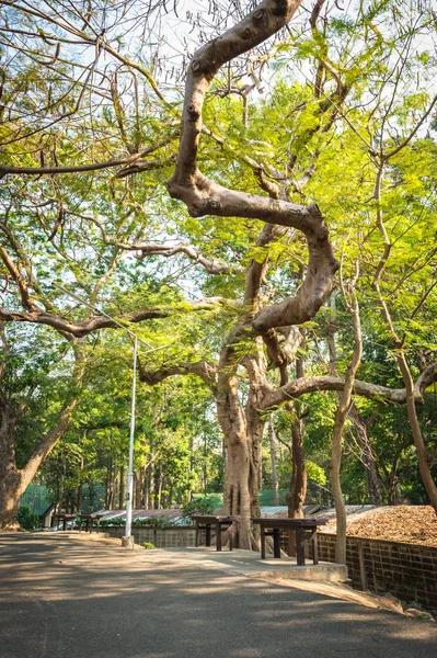 Abstract of Bough Tree — Stock Photo, Image