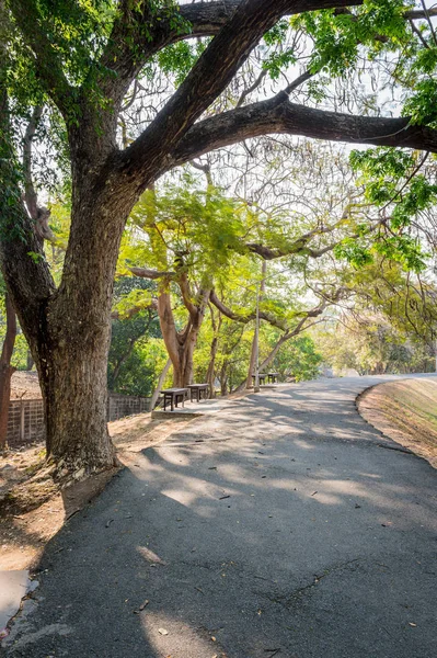 Abstract Bough of Tree and Road — Stock Photo, Image