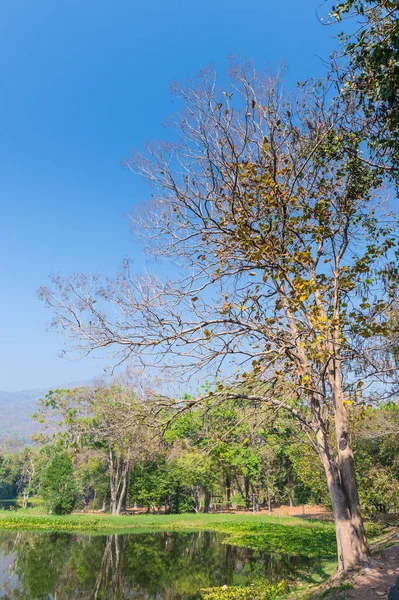 Paisaje del bosque de estanque y árboles —  Fotos de Stock