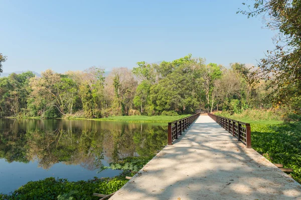 Бетонный мост и пруд в лесном пейзаже — стоковое фото