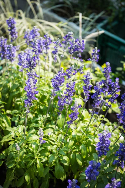 Blue Salvia Flower Closeup — Stock Photo, Image