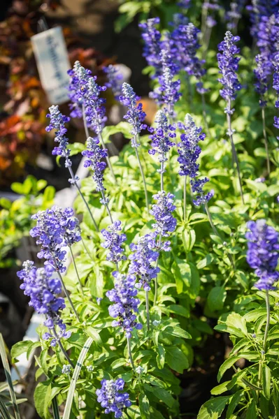 ブルー サルビアの花クローズ アップ — ストック写真