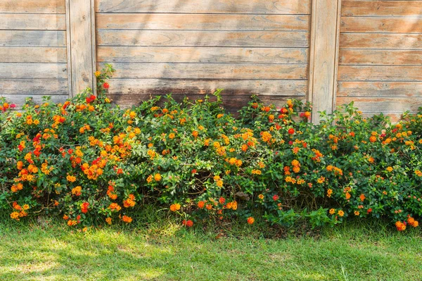 花植物と木の背景の生垣 — ストック写真