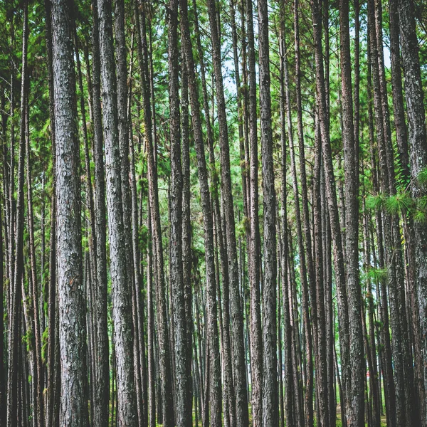 Pine tree forest background — Stock Photo, Image