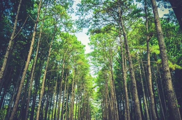 Pine tree forest landscape — Stock Photo, Image