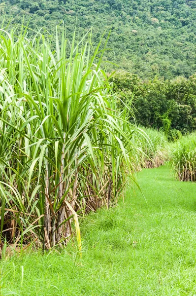 Sugarcane Farm Landscape — Stock Photo, Image