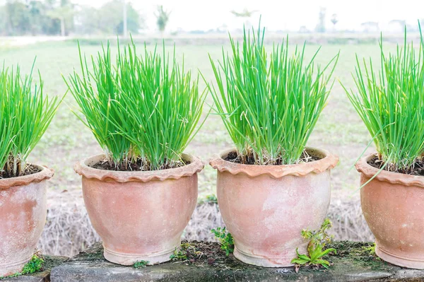 Zwiebelpflanze im Topf — Stockfoto