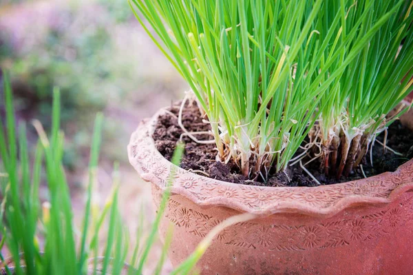 タマネギ植物の鉢植え — ストック写真