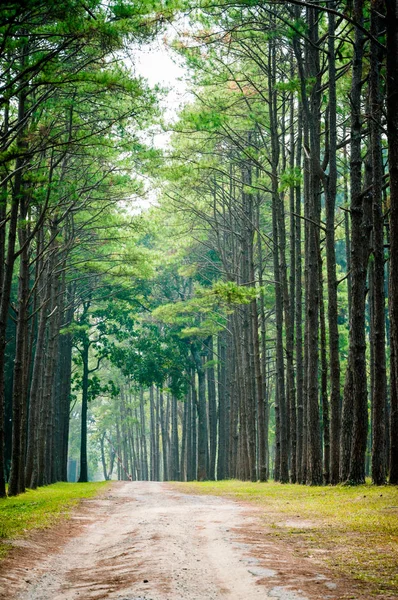 Path and pine tree forest landscape — Stock Photo, Image