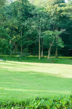 Yeşil bahçe peyzaj