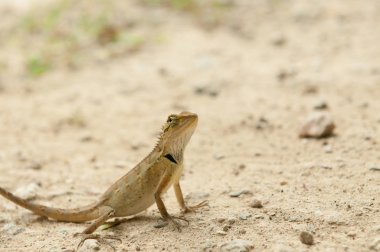 kertenkele ormanın içinde closeup