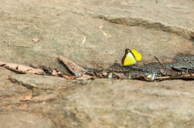 Portre sarı kelebek taş