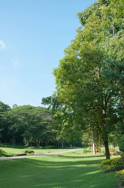 Verde Del Paisaje Del Jardín —  Fotos de Stock