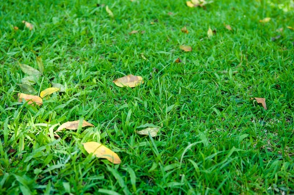 Gräset Naturlig Bakgrund — Stockfoto