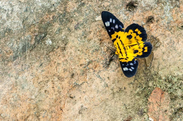 Nahaufnahme Eines Gelben Schmetterlings Auf Stein — Stockfoto