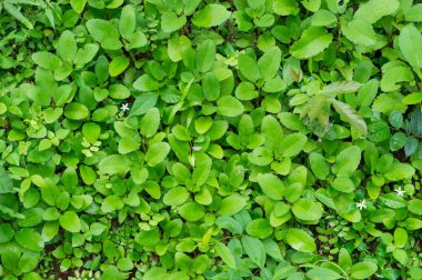 arka planı yeşil bitki