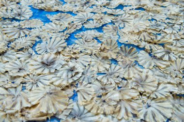 Daire, koruma gıda ve Pazar satışında Deniz balığı şekil