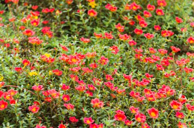 küçük kırmızı çiçek closeup