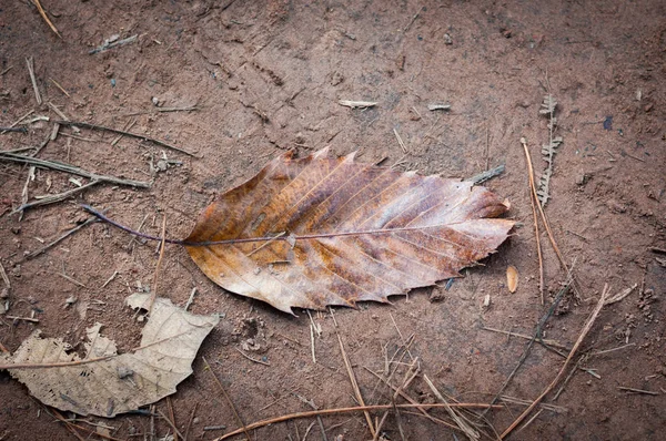 Toprak Portre Üzerinde Kurutulmuş Yaprak — Stok fotoğraf
