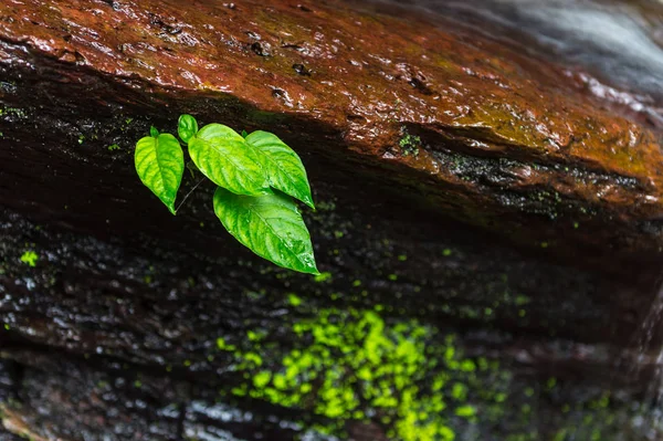 绿色植物生长在石头上的特写 — 图库照片