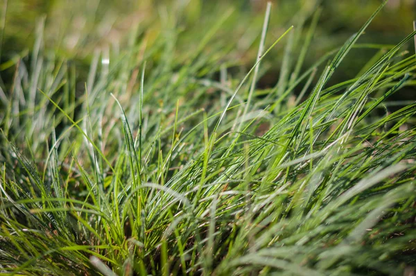 Closeup Green Grass — Stock Photo, Image