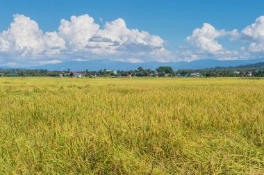 Mavi gökyüzü manzara ile çiftlik pirinç