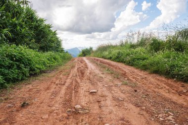 toprak yol orman peyzaj