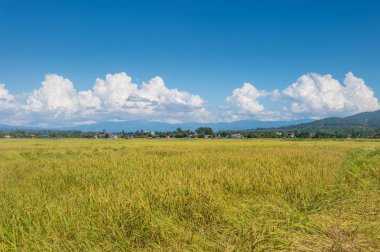 Mavi gökyüzü manzara ile çiftlik pirinç