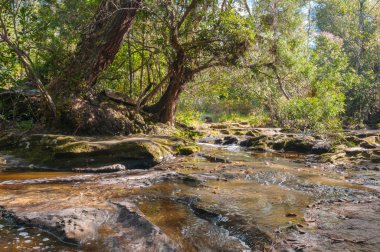 Şelale doğa park peyzaj içinde