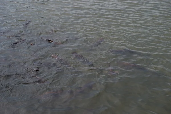 closeup group of fish in river