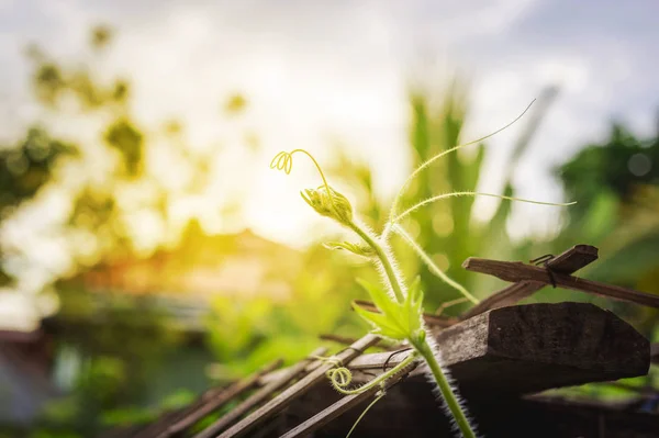 晨光植物特写 — 图库照片