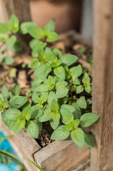 Primer Plano Planta Menta Negra Maceta — Foto de Stock